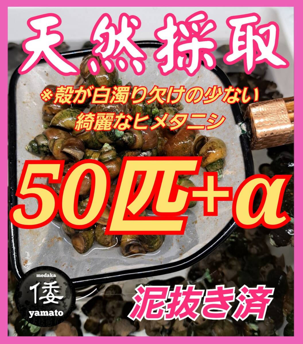 【倭めだか】 ヒメタニシ 50匹+α 天然採取 淡水 たにし コケ取り 貝 水質浄化 苔取り めだか 水槽 掃除 長生き の画像1