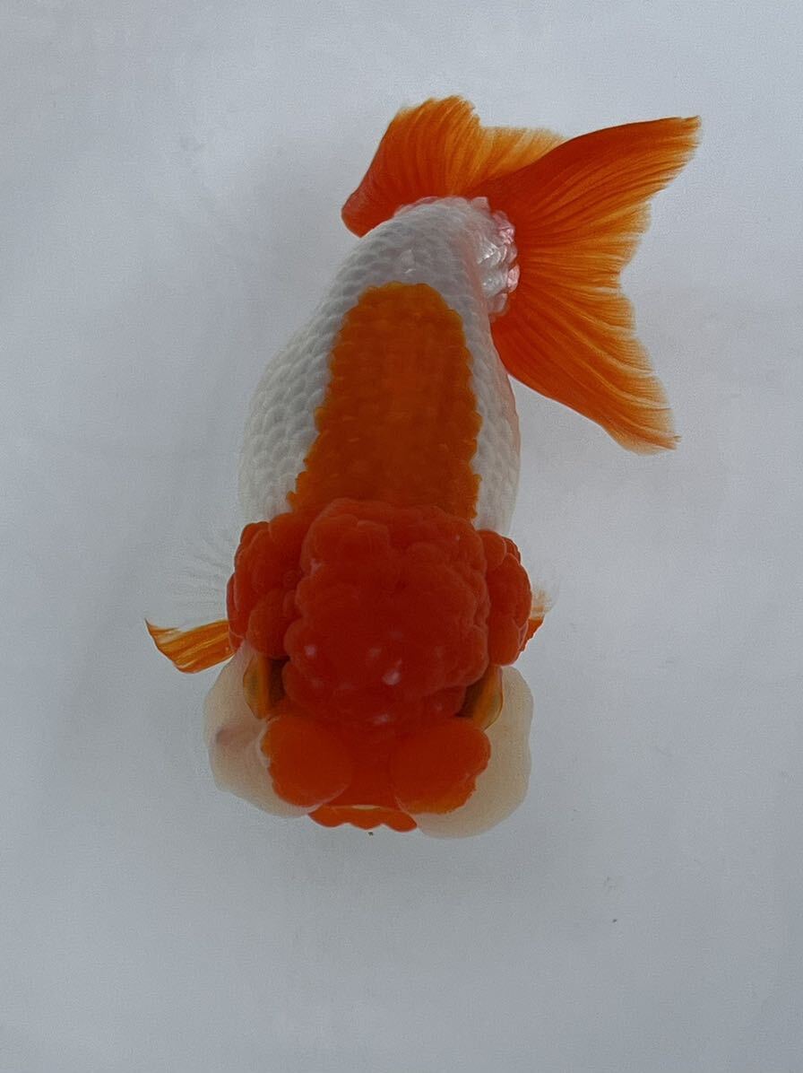 *@* Uno group golgfish surface .. opening 4 -years old approximately 10 centimeter male 