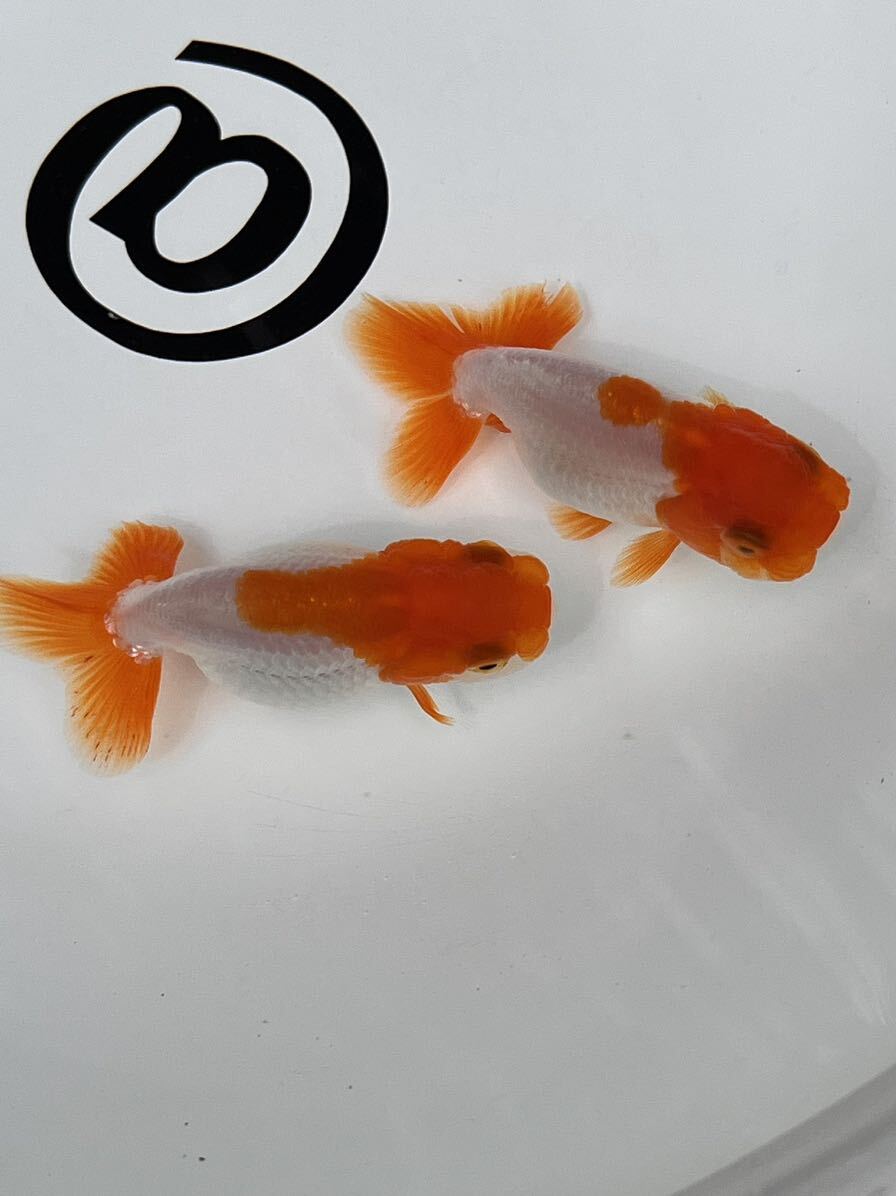 *@* Uno group golgfish surface .. etc. 2 -years old 3 pcs set ①