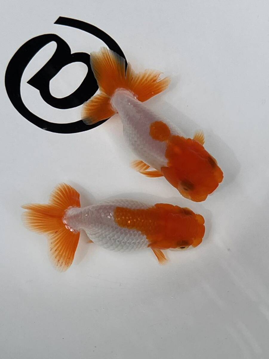 *@* Uno group golgfish surface .. etc. 2 -years old 3 pcs set ①