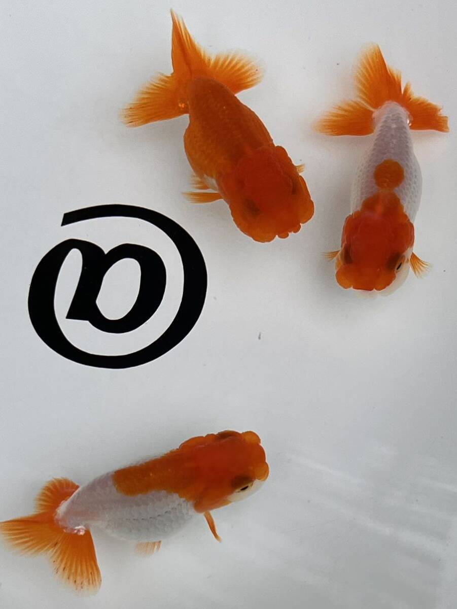 *@* Uno group golgfish surface .. etc. 2 -years old 3 pcs set ①