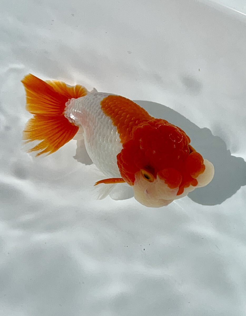 *@* Uno group golgfish surface .. opening 4 -years old approximately 10 centimeter male 