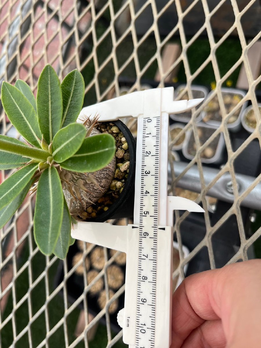 パキポディウム エニグマチカム【17】 Pachypodium enigmaticum 実生 塊根 コーデックス 多肉植物●国分グリーンファーム_画像4