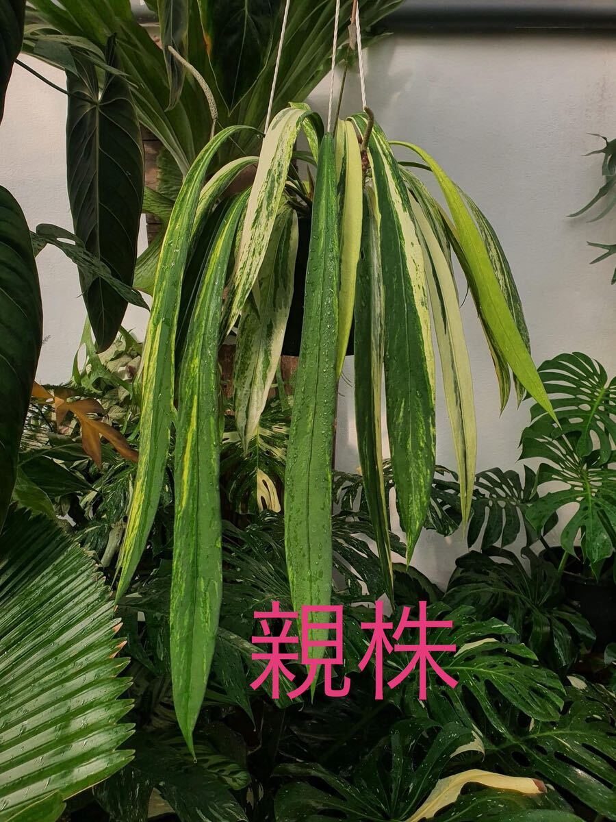 W4 アンスリウム ビッタリフォリウム 斑入りAnthurium Vittarifolium Variegated 組織培養苗 順化済_画像1