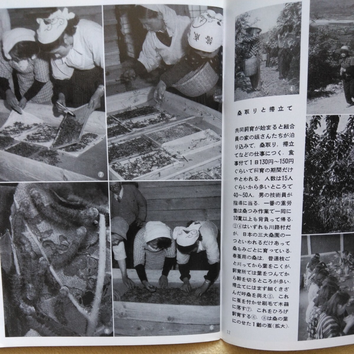 岩波写真文庫〈復刻ワイド版〉58 かいこの村　1953_画像6