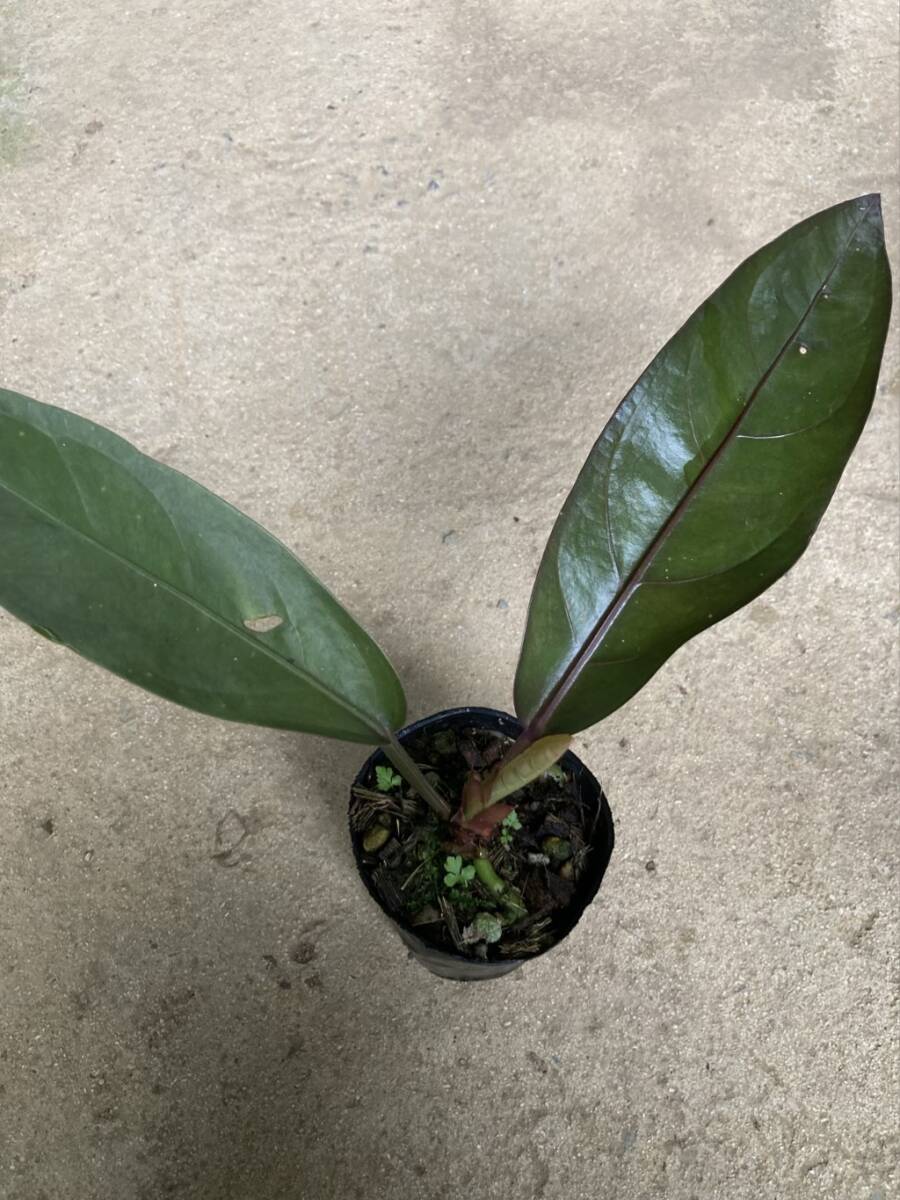 実生の黒葉系統 アンスリウム フーケリー 5株セット Anthurium 'hookeri' black Sの画像4