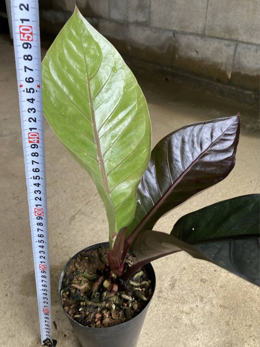 アンスリウム ブラックドラゴン Anthurium 'black dragon'の画像3