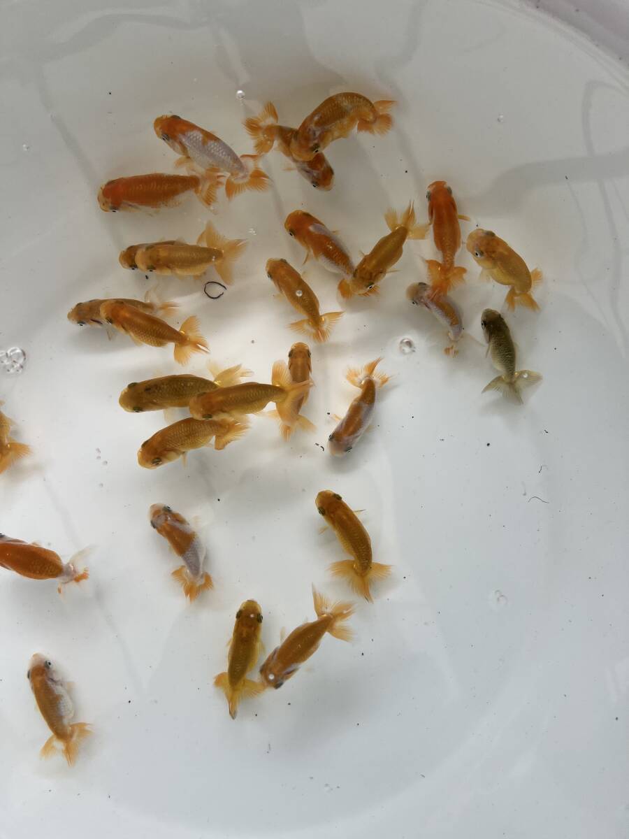 [ G00Ds Gold Fish shop ]. golgfish for the first time. golgfish breeding appreciation purpose optimum meal . attaching eminent bait attaching!⑥
