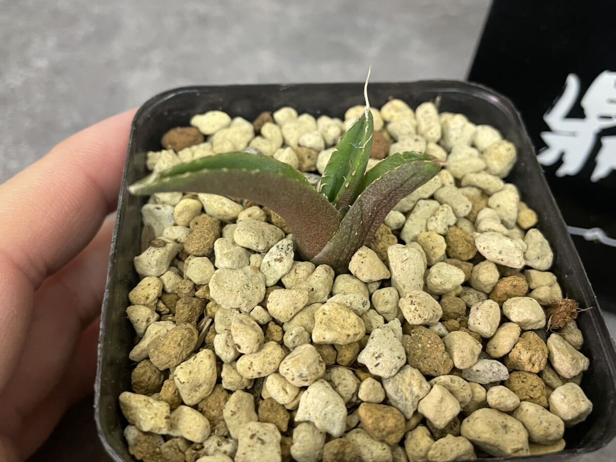  super rare!![kanae] agave chitanota[ white . cow ] departure root control middle not yet departure root White Rhinomelik long genuine article repayment with guarantee 