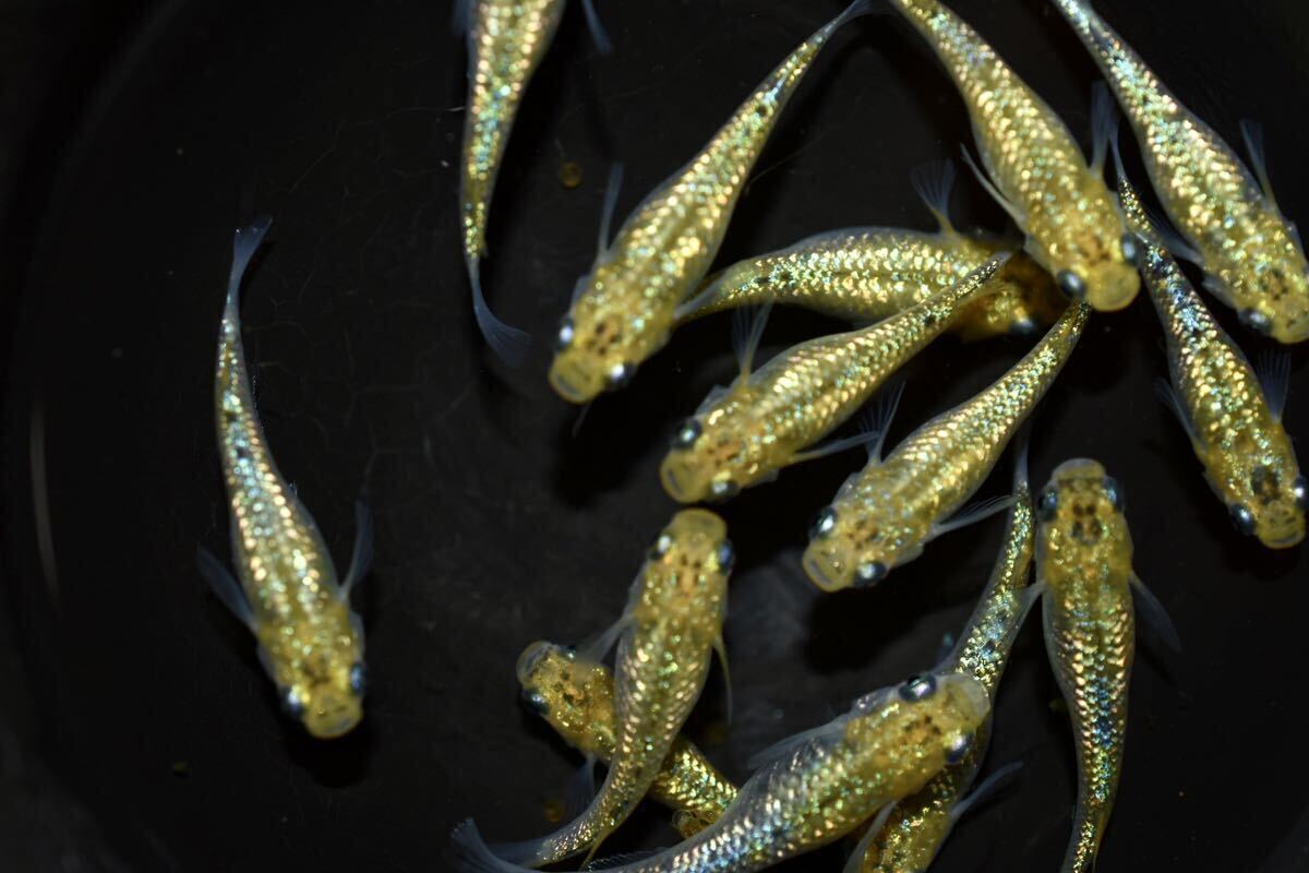 【上州・貴めだか 】【普通鰭】『夜桜ゴールド 極ラメ』 有精卵35個＋補償分35個＋α ※非常に明るい金色でラメがぎっしりです！の画像8