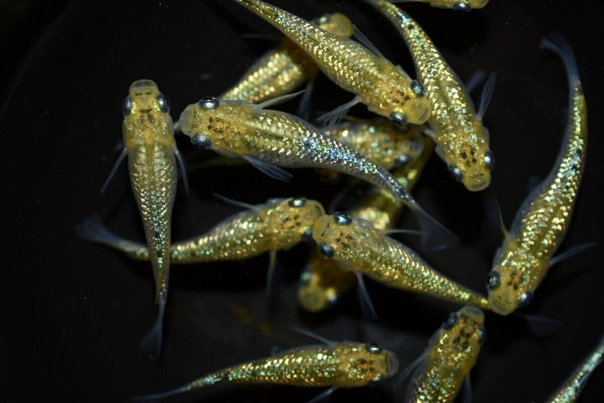 【上州・貴めだか 】【普通鰭】『夜桜ゴールド 極ラメ』 有精卵40個＋補償分40個＋α ※非常に明るい金色でラメがぎっしりです！の画像7