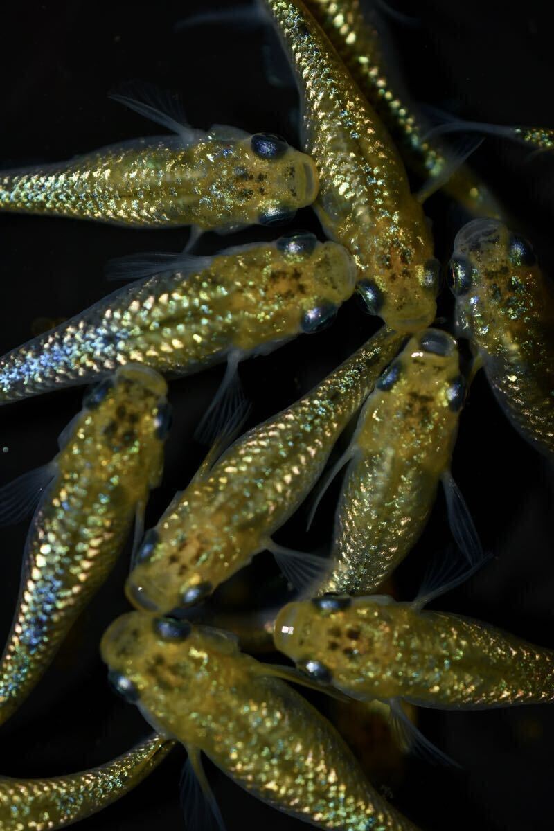 【上州・貴めだか 】【普通鰭】『夜桜ゴールド 極ラメ』 有精卵35個＋補償分35個＋α ※非常に明るい金色でラメがぎっしりです！の画像3