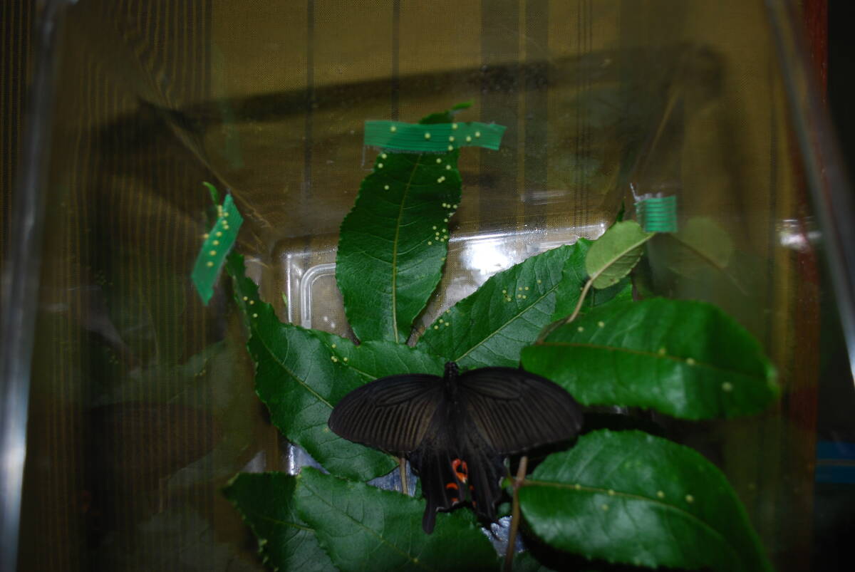 クロアゲハの幼虫１２頭（奈良県橿原市産）①の画像2