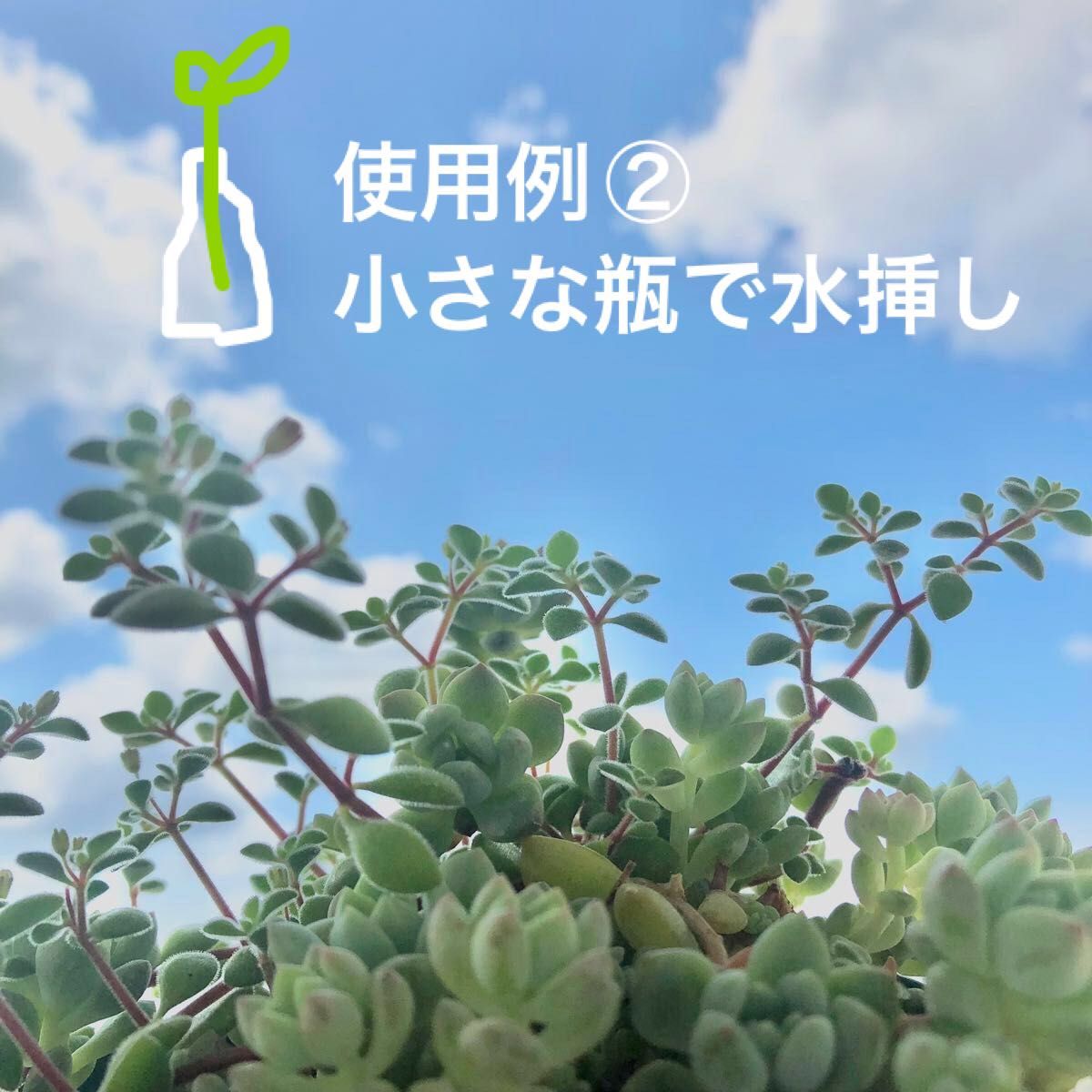 多肉植物カット苗セット〈ネコポス便〉.･* .･*全15種類　詰め合わせ