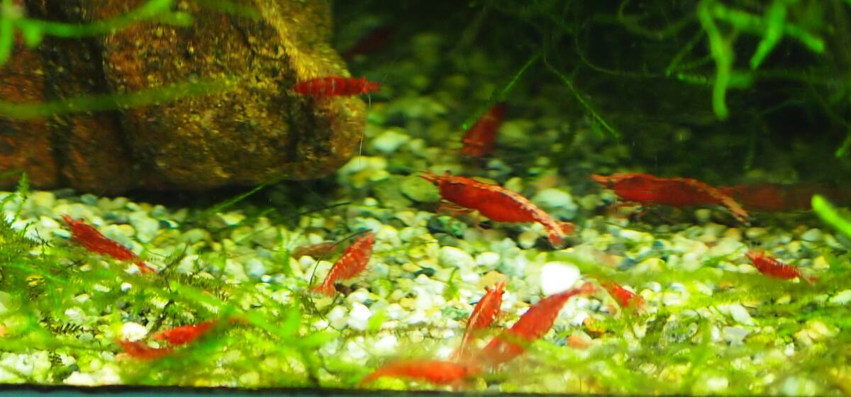* red mi Nami freshwater prawn 15 pcs freebie (fu. real,re drum z horn ) attaching domestic production *