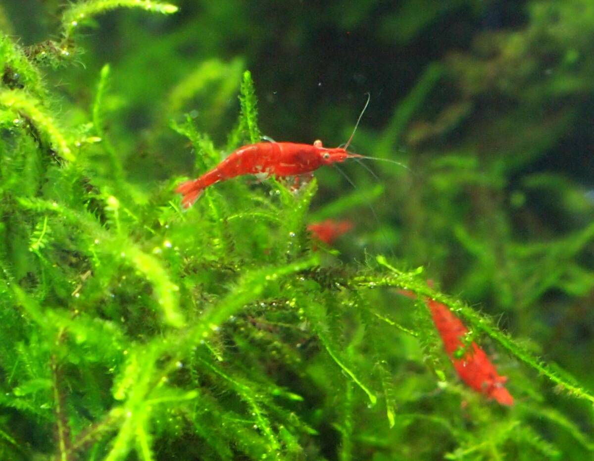 * red mi Nami freshwater prawn 15 pcs freebie (fu. real,re drum z horn ) attaching domestic production *