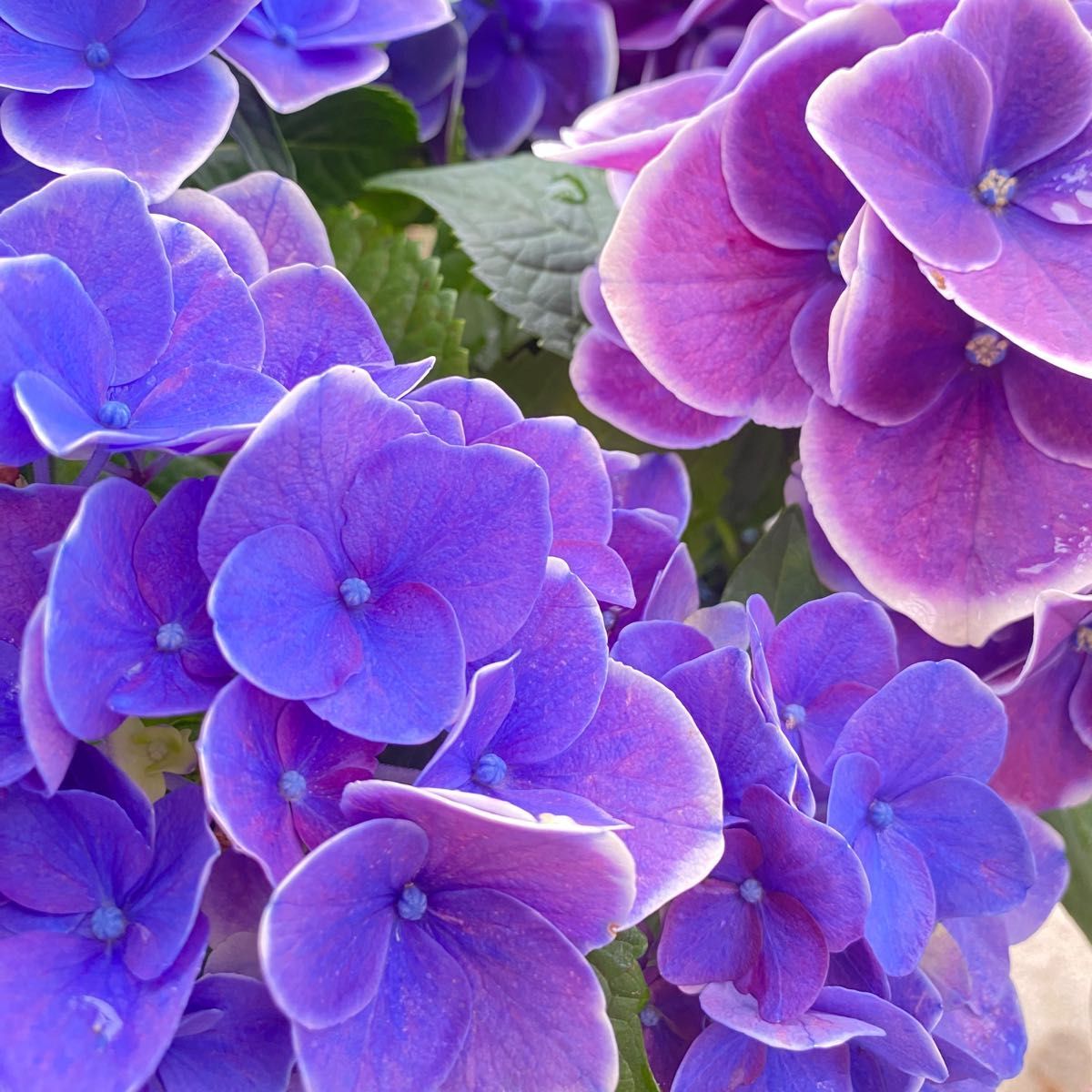 紫陽花 アジサイ チボリ ５号鉢 1つの花弁は大き目♪ 今なら色んなカラーが見られます(^-^)