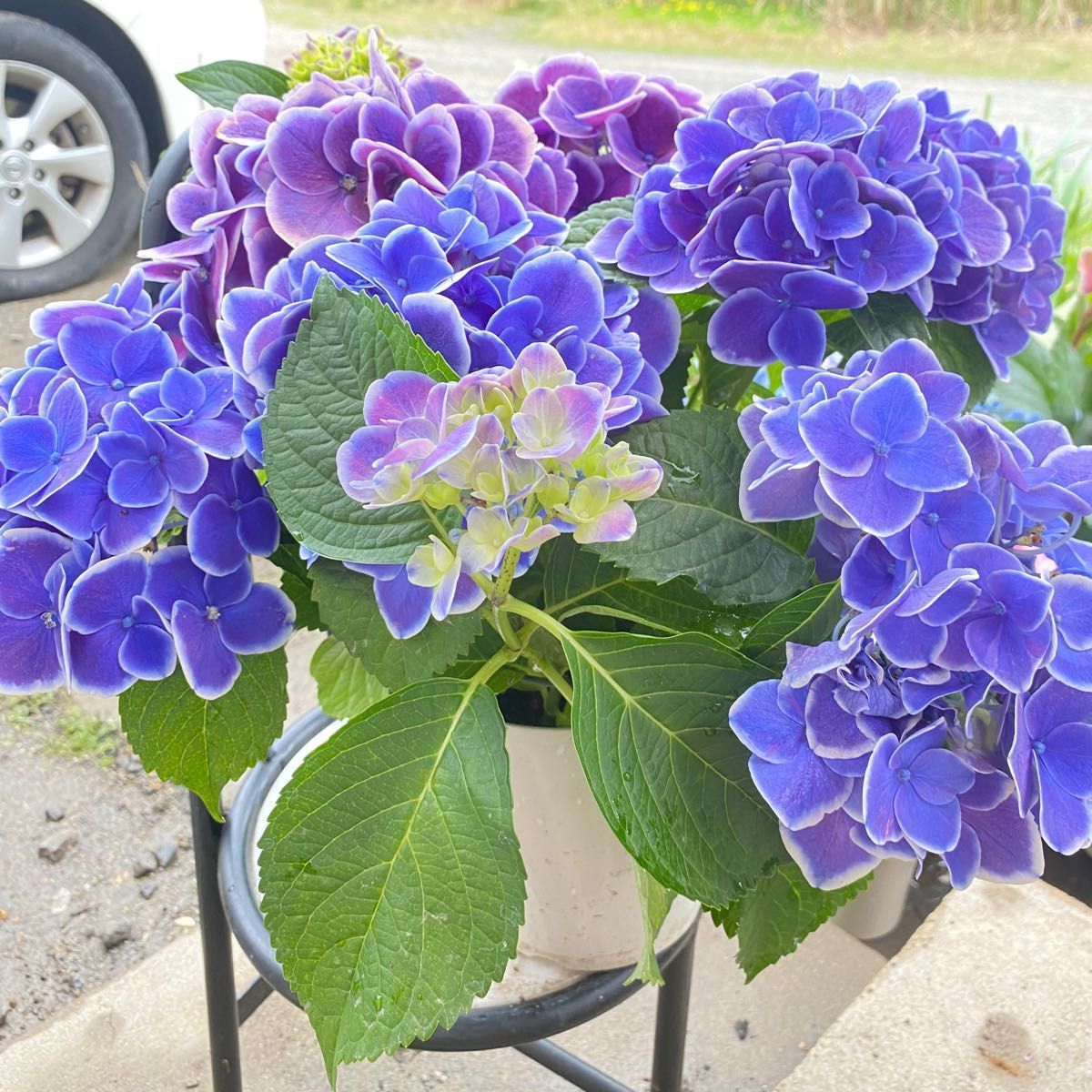 紫陽花 アジサイ チボリ ５号鉢 1つの花弁は大き目♪ 今なら色んなカラーが見られます(^-^)