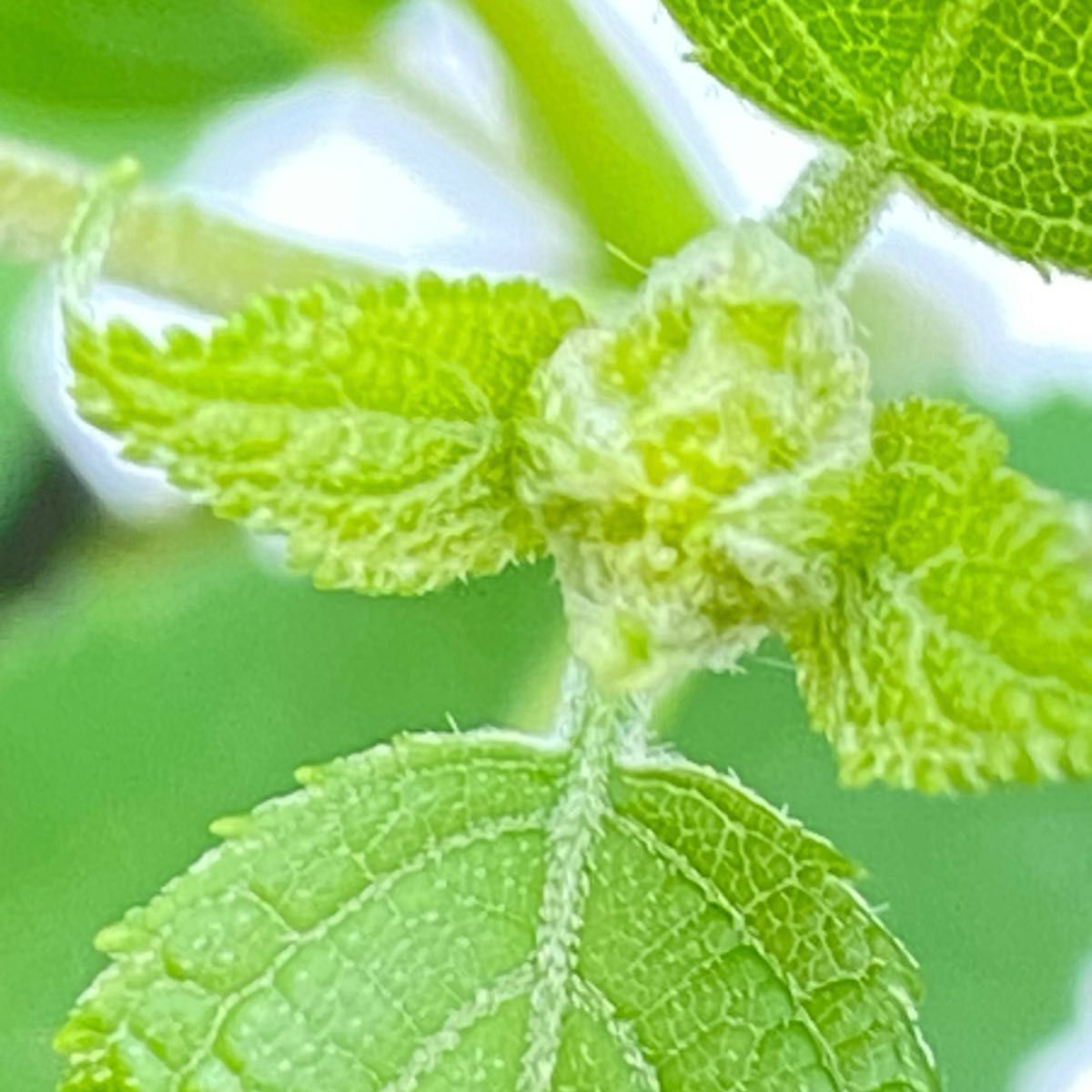 紫陽花 アジサイ ☆スターバースト☆苗 美味し過ぎて虫に食べられちゃいました^^; 蕾見えてきました♪超拡大して5/6撮影です☆