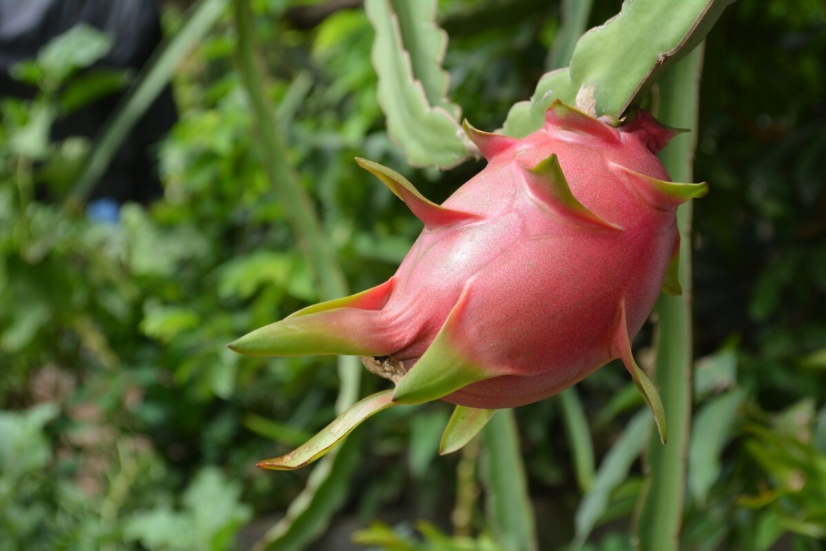  dragon fruit red meat Vietnam production large sphere 10 piece approximately 5kg refrigeration shipping 