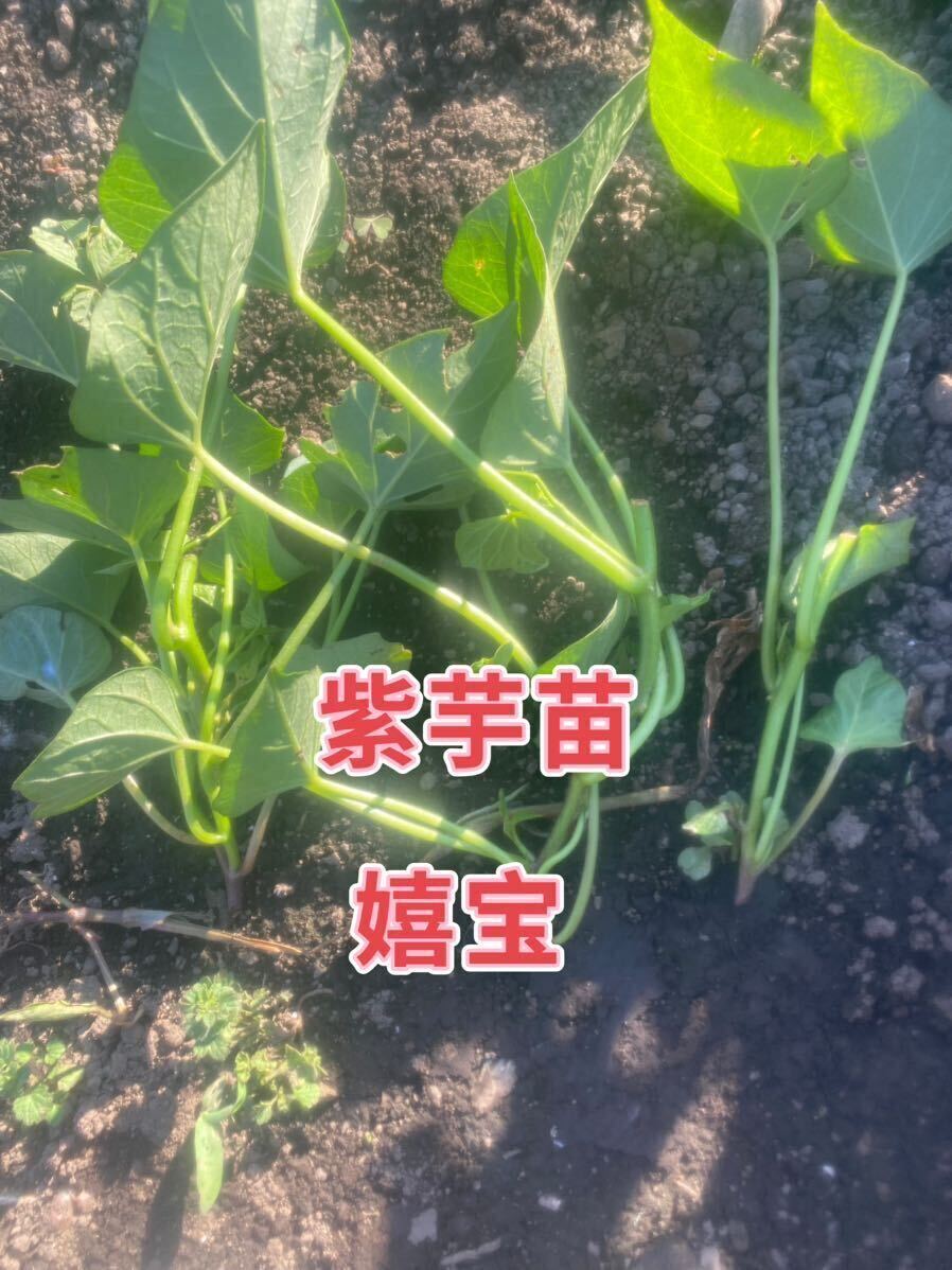 紫芋苗30本