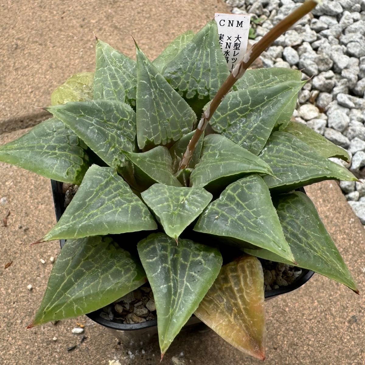 ハオルチア 大型レツーサ×N水晶コンプトニアーナ Haworthia