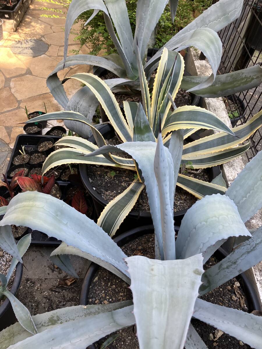 アガベ・フランゾシニー　Agave americana var. franzosinii　抜き苗発送★ 2_参考：親株