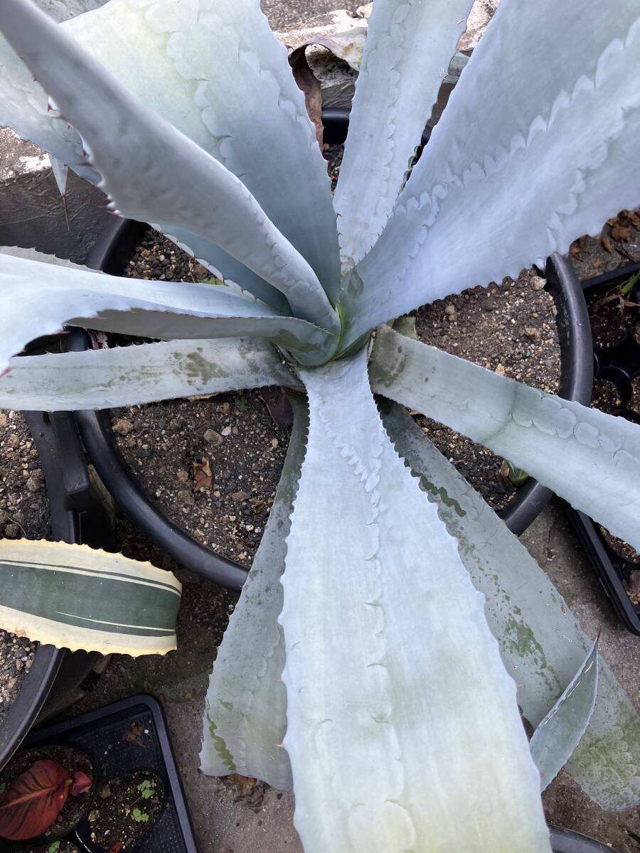 アガベ・フランゾシニー　Agave americana var. franzosinii　抜き苗発送★ 2_参考：親株