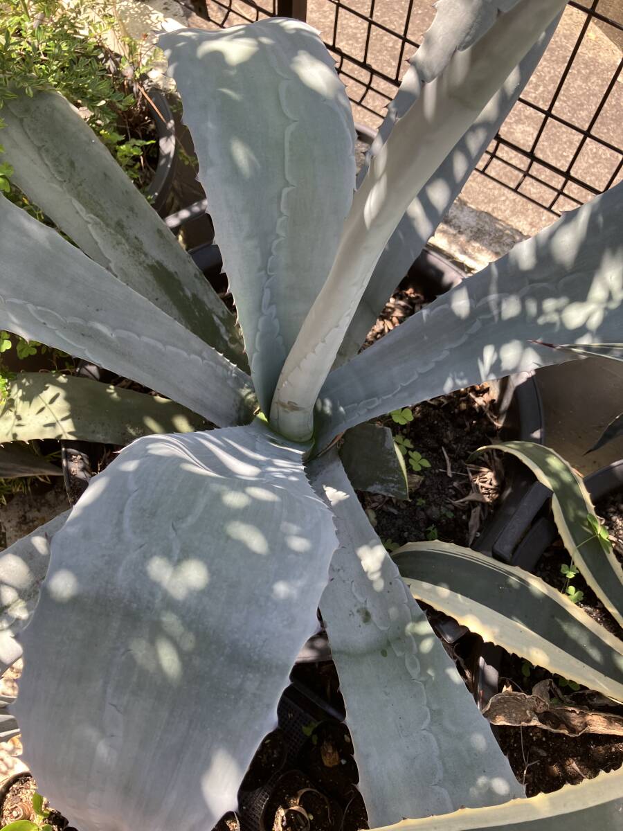 白銀巨大アガベ アメリカーナ　アブルプタ Agave americana v.abrupta _参考：親株