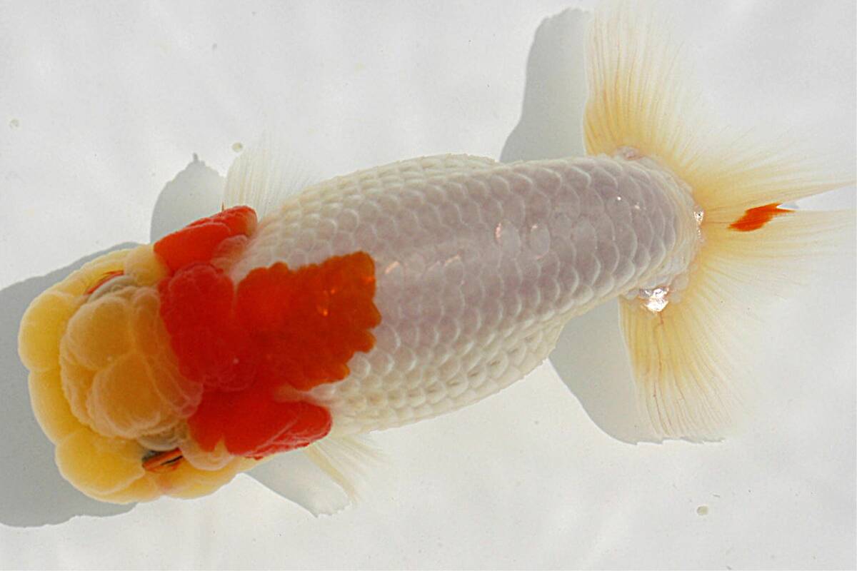 【MK-R】二歳魚、約11.5センチ、No,8802 らんちゅうの画像4