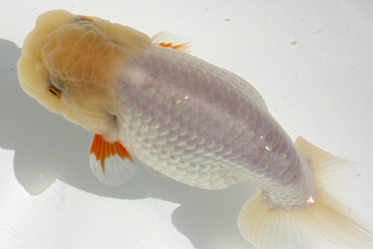 【MK-R】二歳魚、約12.5センチ、No,8804 らんちゅうの画像1