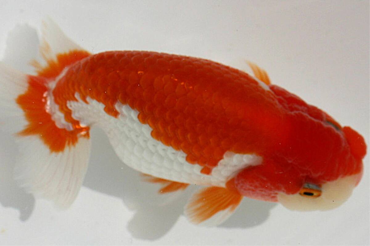 【MK-R】二歳魚、約11.5センチ、No,8810 らんちゅうの画像5