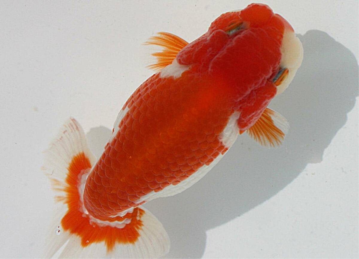 【MK-R】二歳魚、約11.5センチ、No,8810 らんちゅうの画像4
