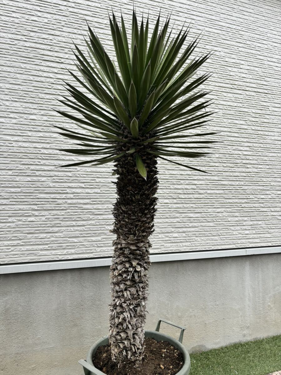 ユッカ フィリフェラ Yucca filifera 地植え 幹太(現品お届け ユッカ フィリフェラ Yucca filifera 地植え 幹太(現品お届け