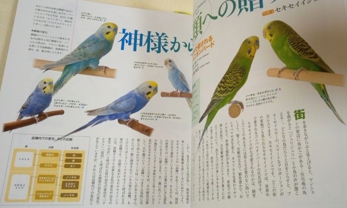 Companion Bird　コンパニオンバード　No.14