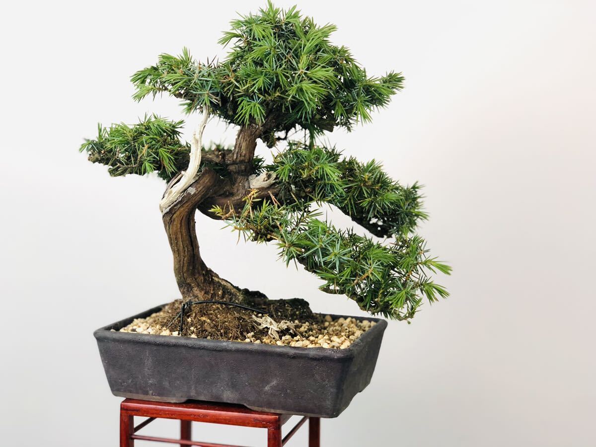 . pine bonsai bonsai middle goods bonsai 