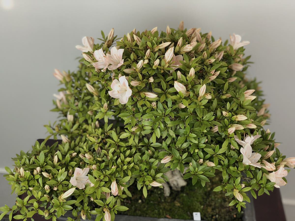  Rhododendron indicum бонсай (. гора )-