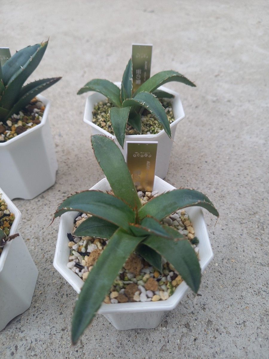 AGAVE  アガベ　モンタナ　ホリダ　笹の雪　各２株　計６株セット　抜き苗発送　Mz Garden