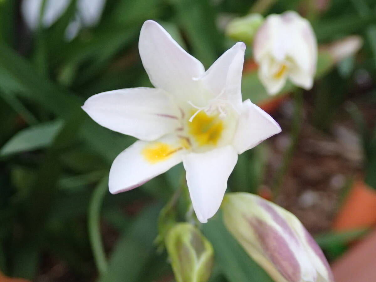 原種　フリージア　ムイリー　開花球根　1個　【芳香あり】e_（参考）開花の様子