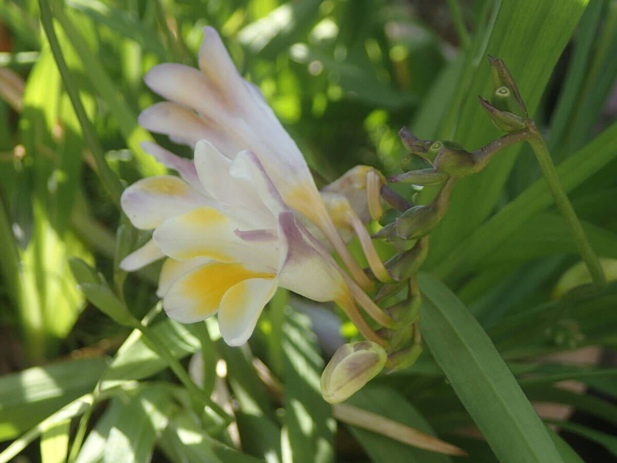 原種　フリージア　ムイリー　開花球根　1個　【芳香あり】f_（参考）花の後部に薄紫色