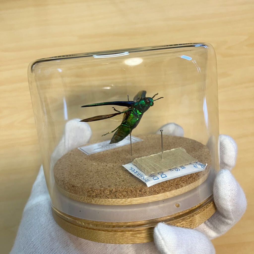 【昆虫標本】ヤマトタマムシ飛翔　ガラスケース入り_画像5