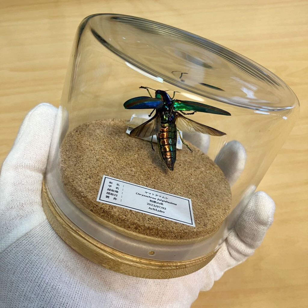 【昆虫標本】ヤマトタマムシ飛翔　ガラスケース入り_画像4