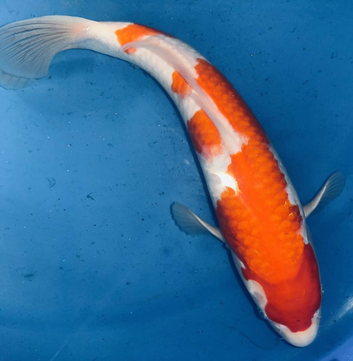 ... white 33. rom and rear (before and after) this year . another un- details Matsue colored carp center production colored carp ③