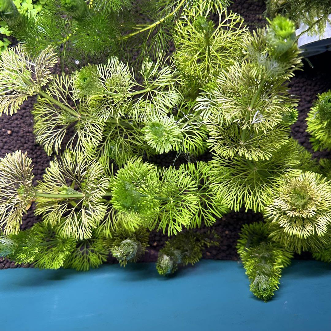  Anne желтохвост a аквариум нет пестициды водоросли подводный лист kikmo