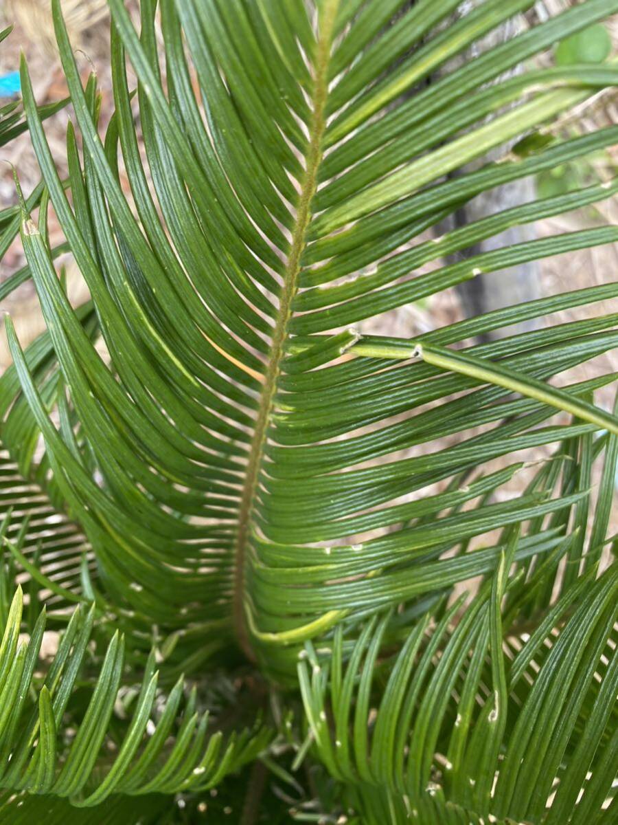 . entering cycad 