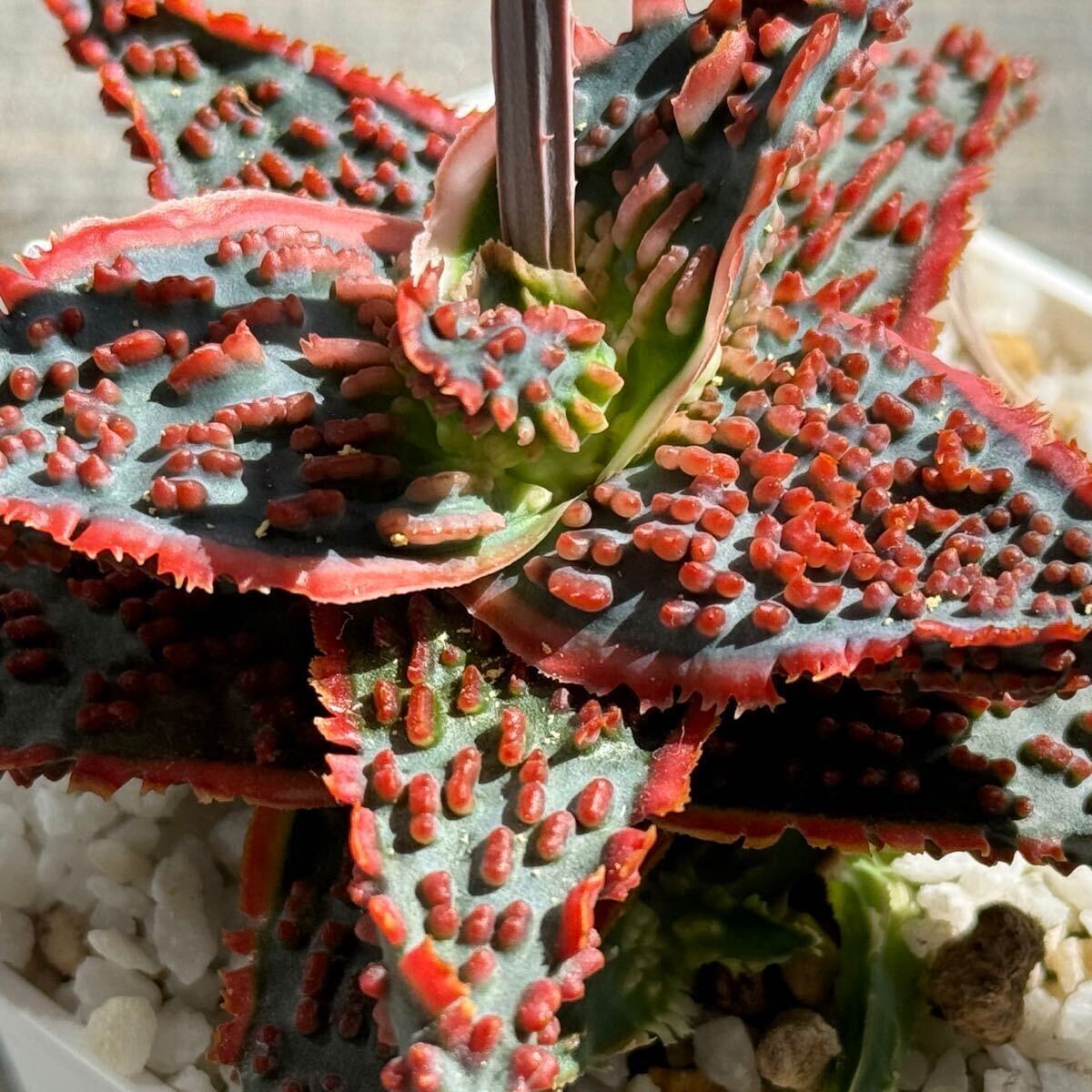 アロエ ハイブリッド ラヴァ Aloe hybrid Lava アロエラボの画像1