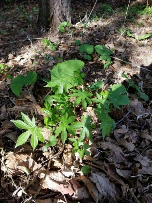 岩手県産天然しどけ　300グラム