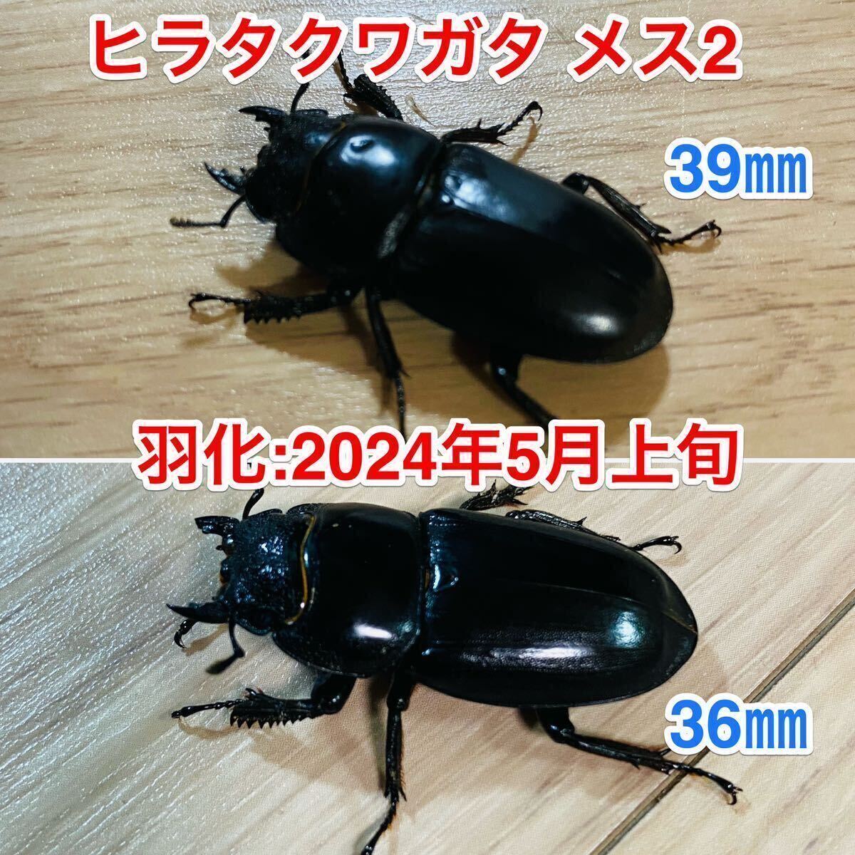 12.本土ヒラタクワガタ メス2_画像1