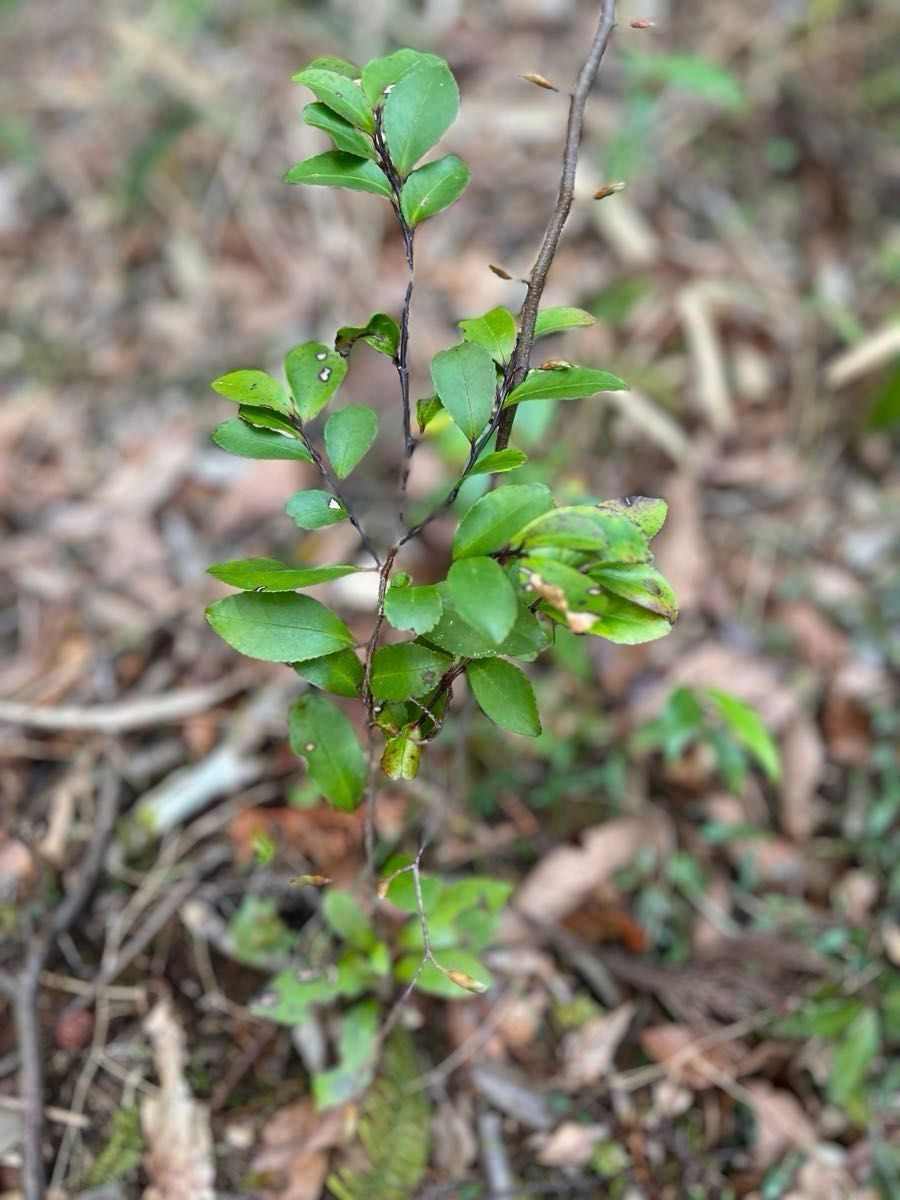 さかき　榊　4本　ヒサカキ