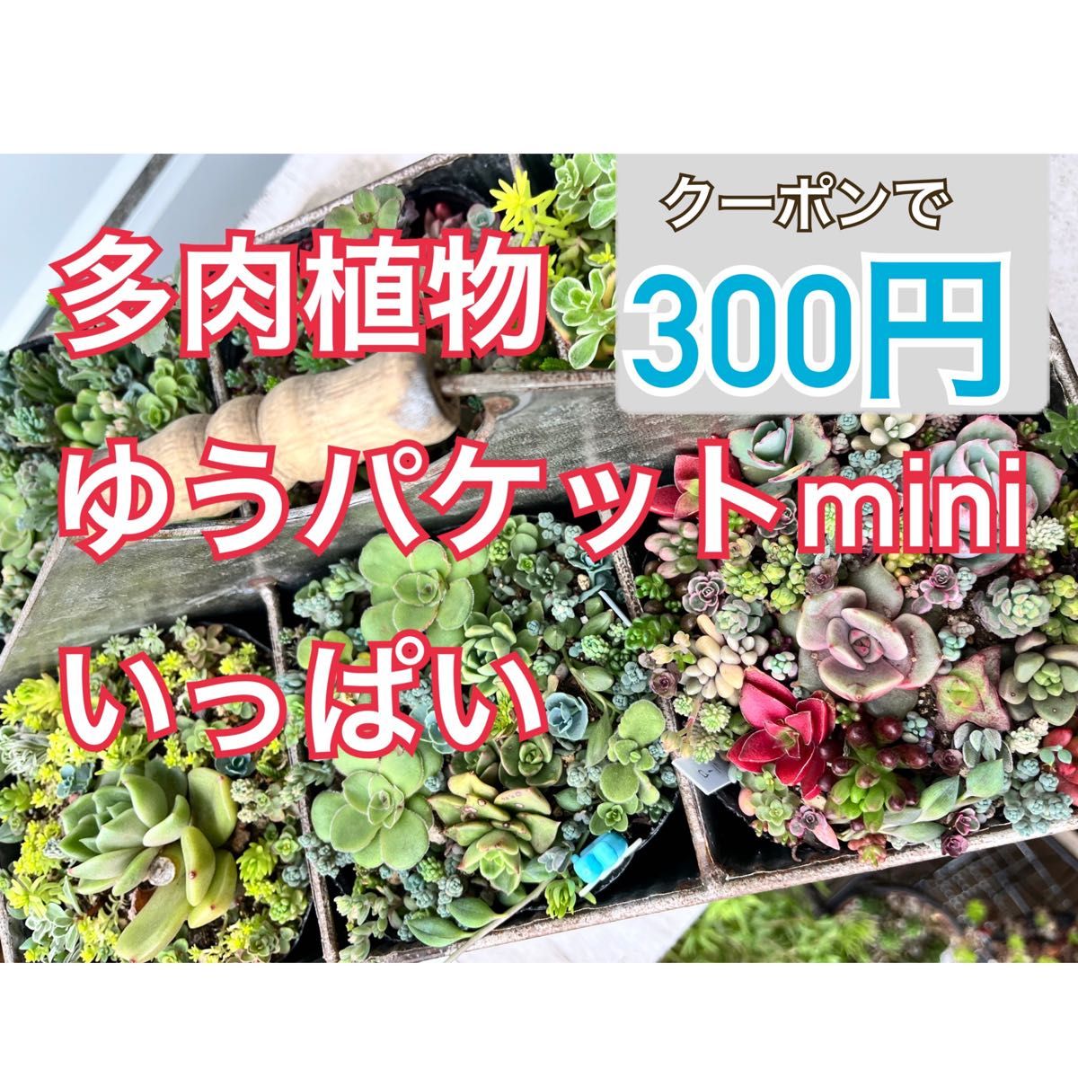 もうすぐ終了　多肉植物　ゆうパケットmini詰め込みパック　セダム　エケベリア